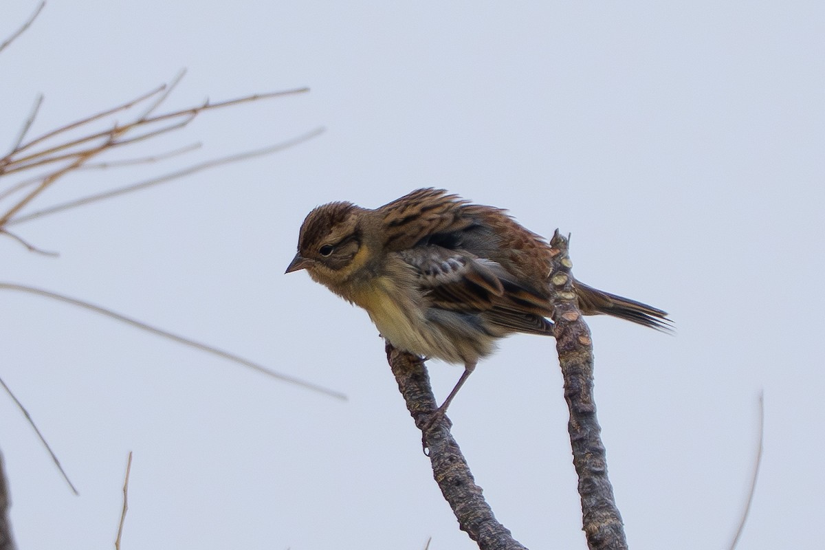 strnad obojkový - ML646825501