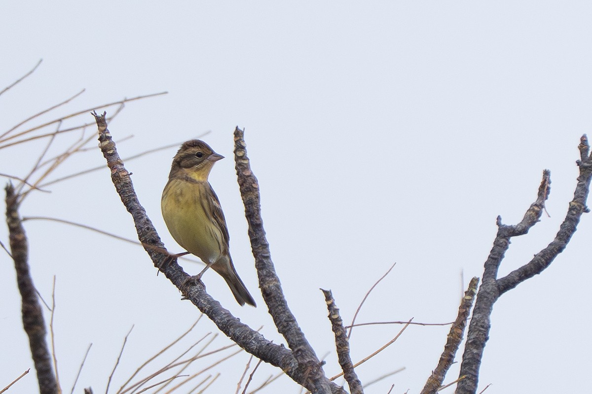 strnad obojkový - ML646825502