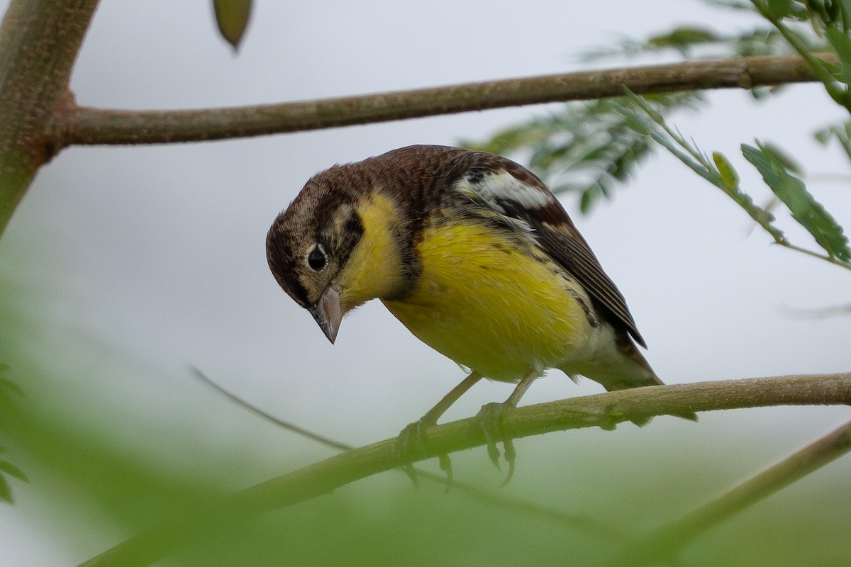 strnad obojkový - ML646825503