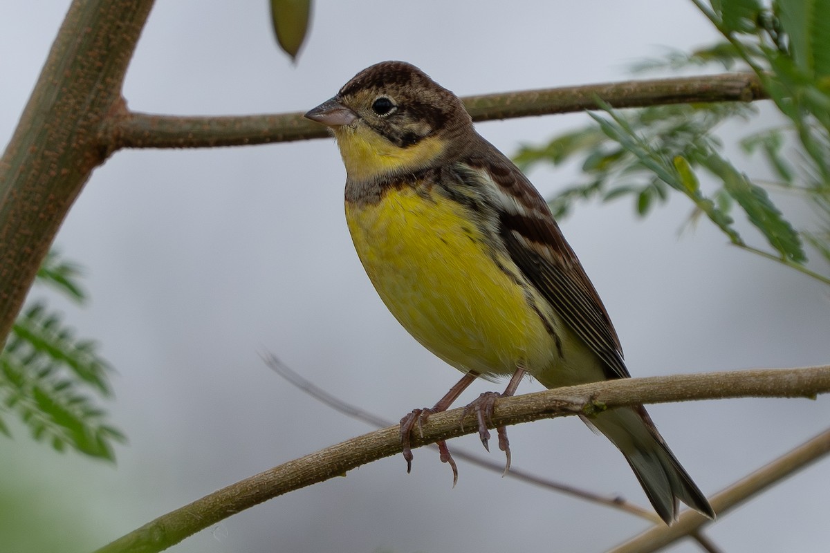 strnad obojkový - ML646825504