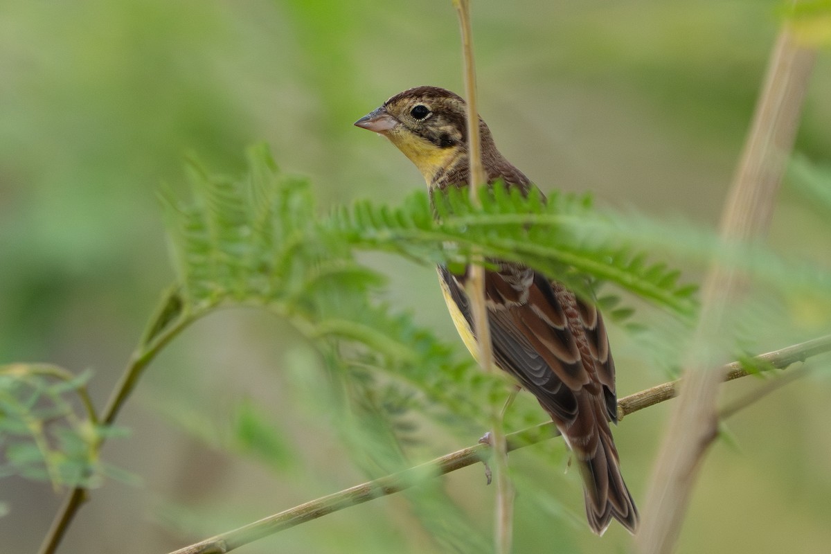 strnad obojkový - ML646825505
