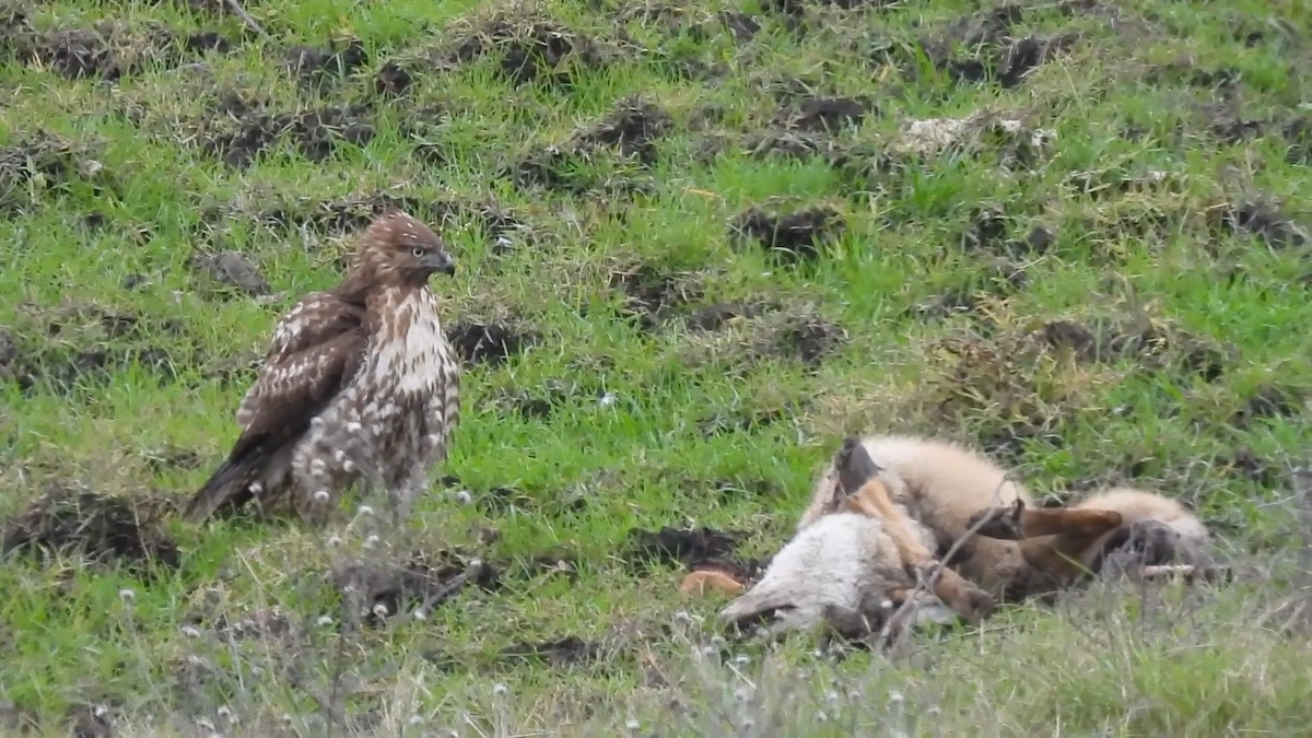 Red-tailed Hawk - ML646825506
