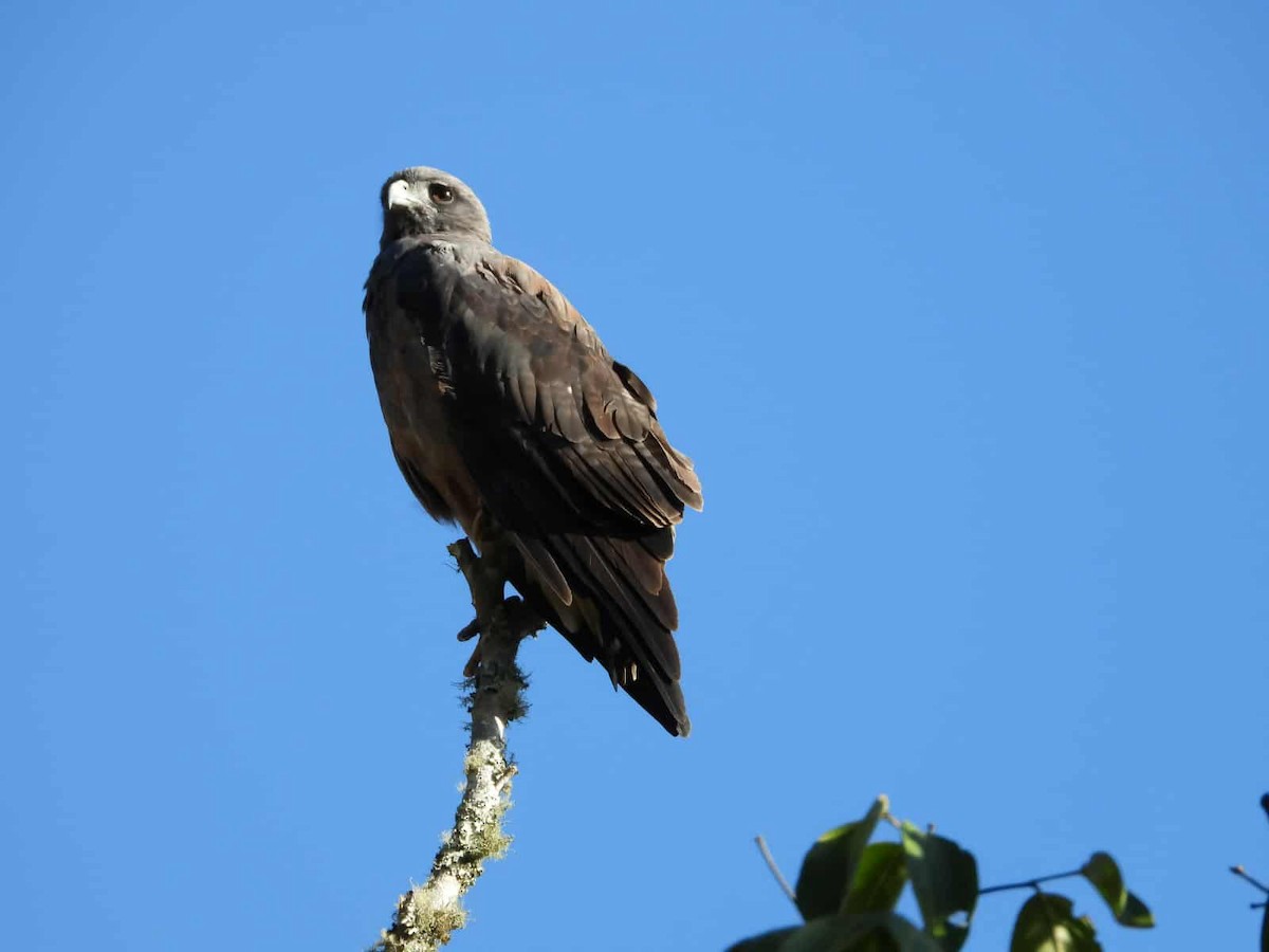 Канюк білохвостий - ML646825508