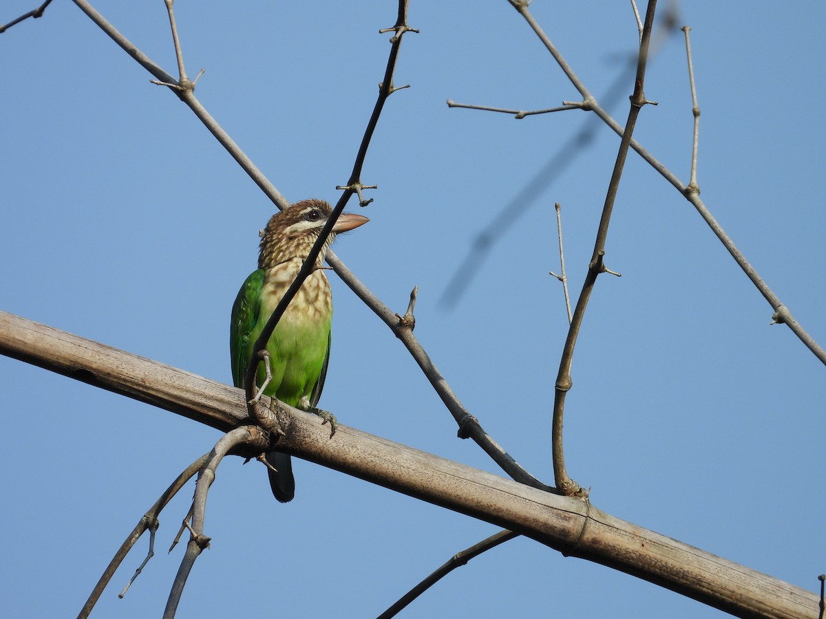 White-cheeked Barbet - ML646825509