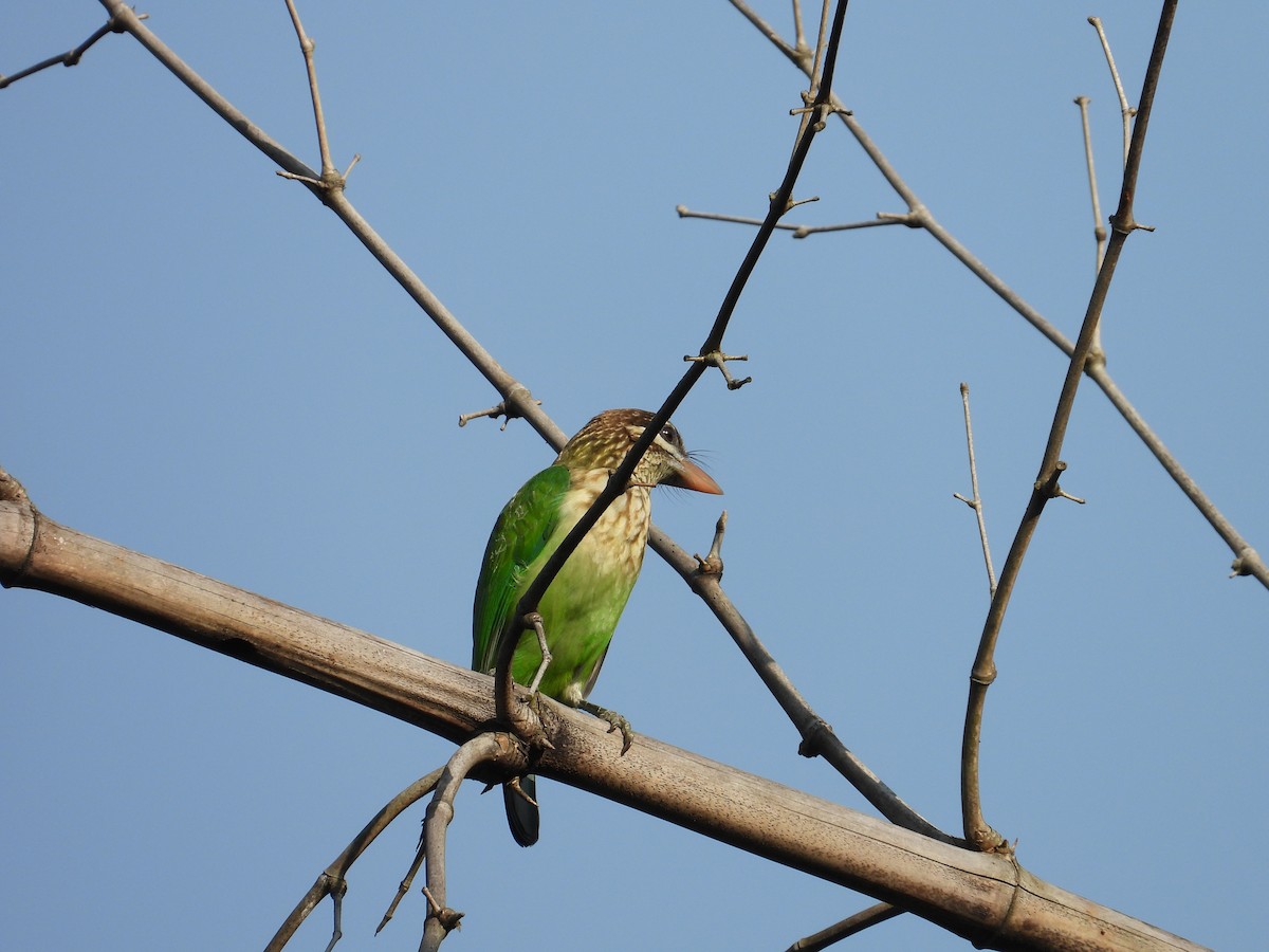 White-cheeked Barbet - ML646825510