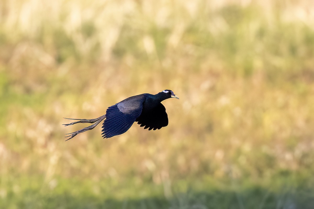 Bronze-winged Jacana - ML646825513