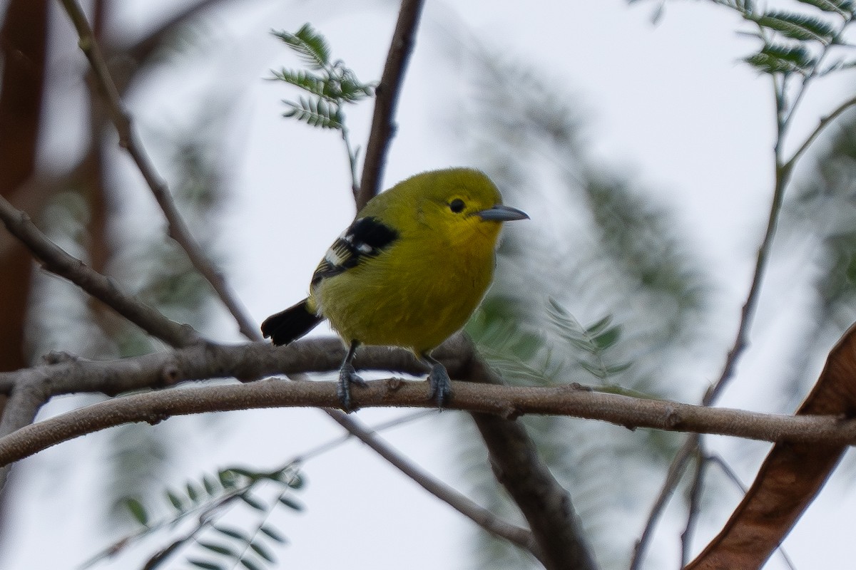 Common Iora - ML646825514
