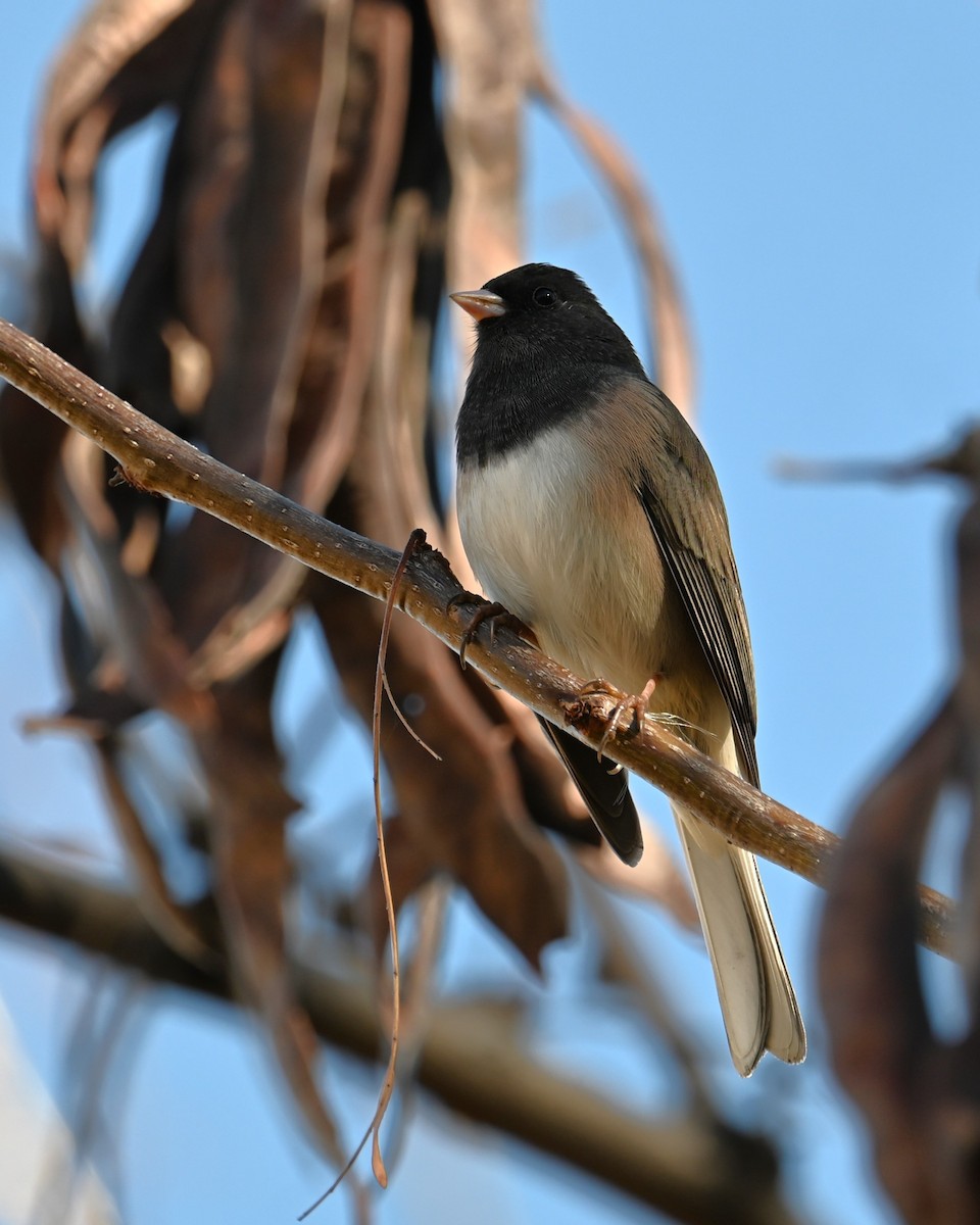 ユキヒメドリ（oreganus グループ） - ML646825515