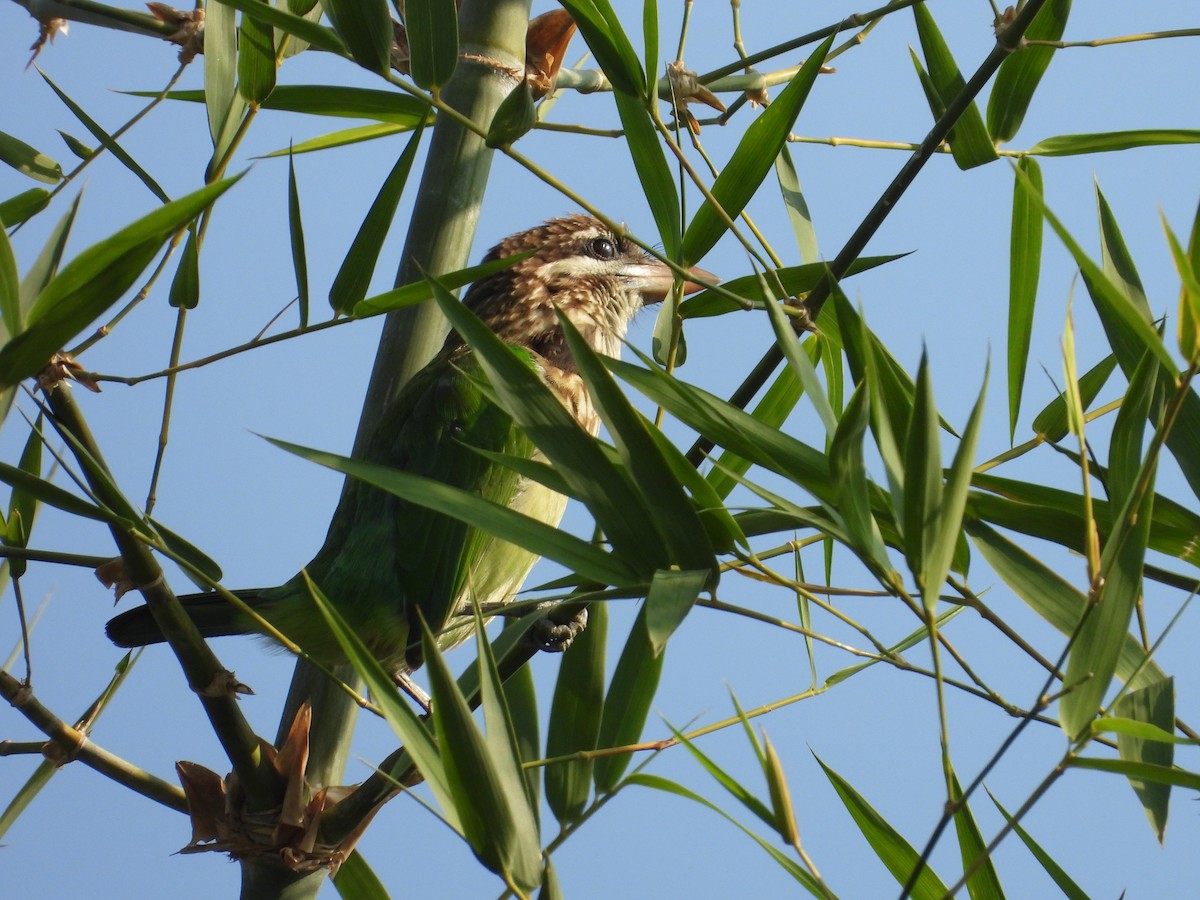 White-cheeked Barbet - ML646825517