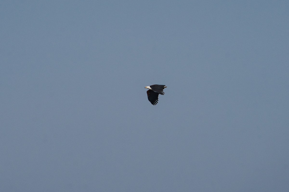 African Fish-Eagle - ML646825525