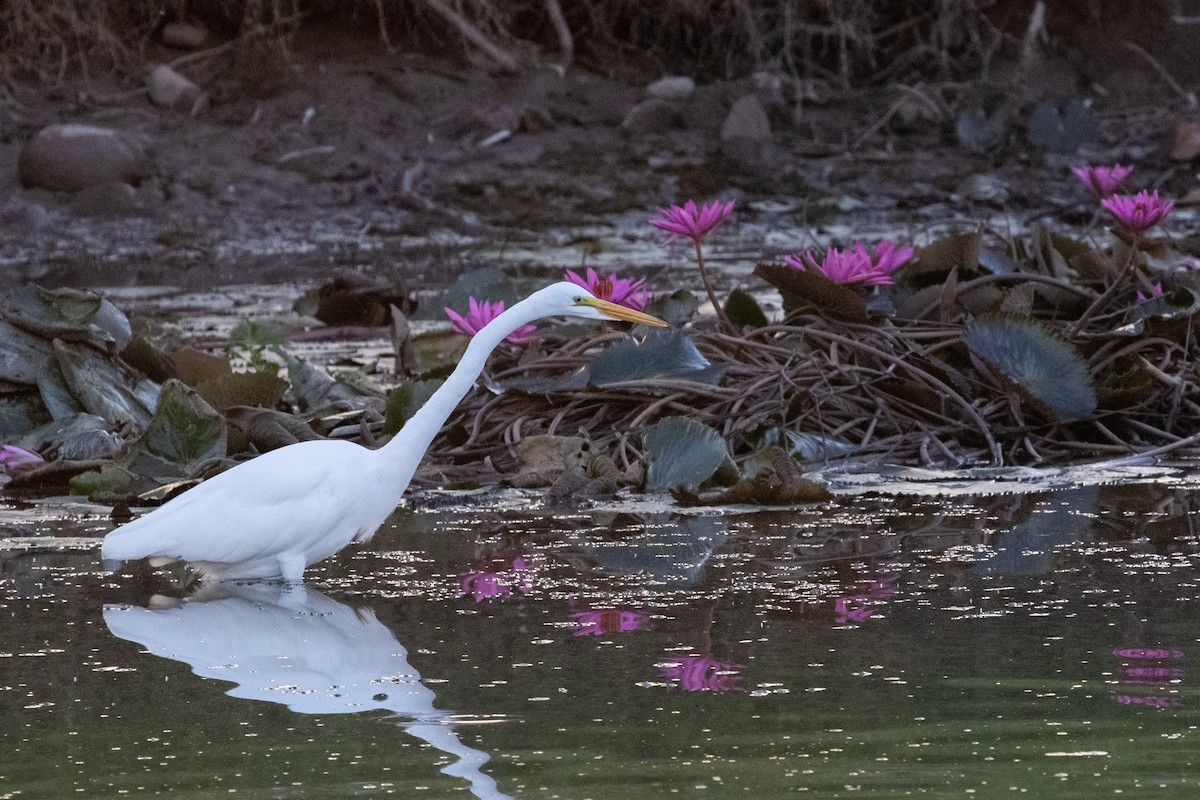 Great Egret - ML646825526