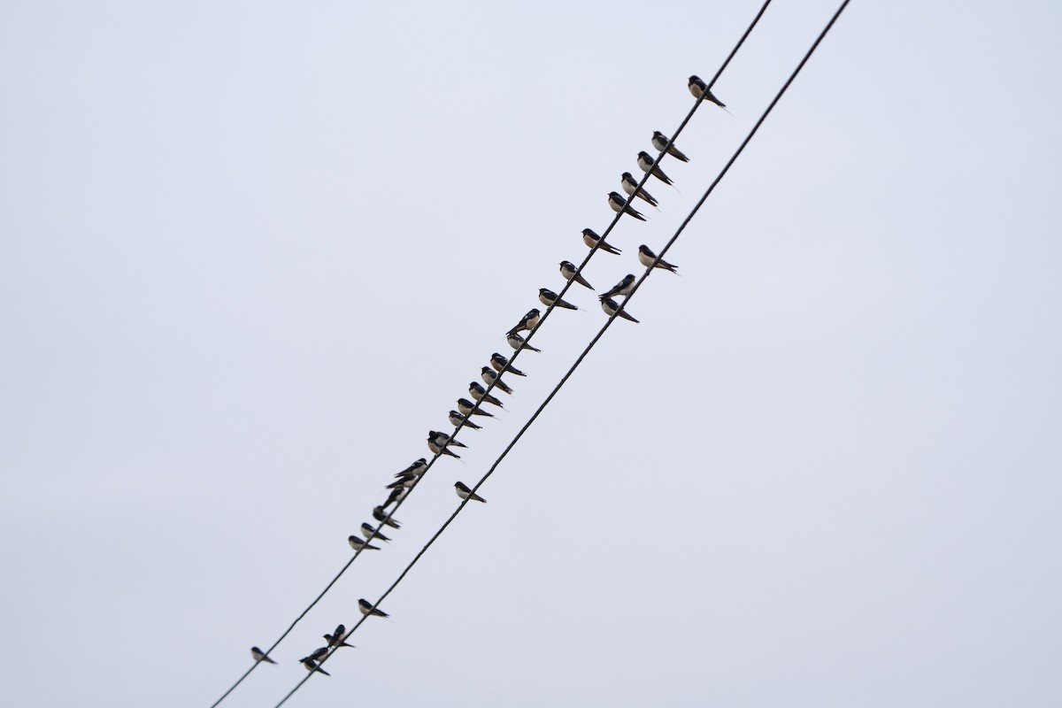 vlaštovka obecná - ML646825528