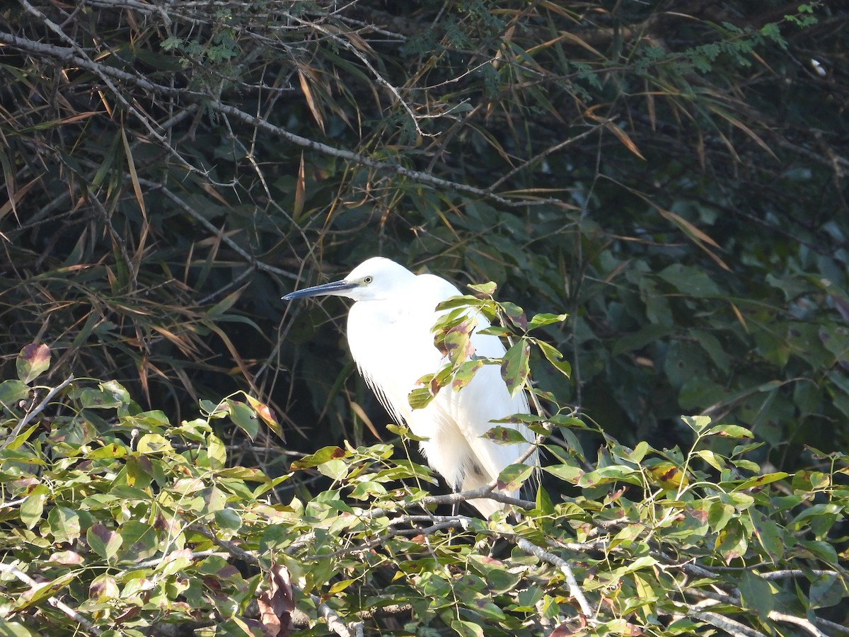 Aigrette garzette - ML646825535