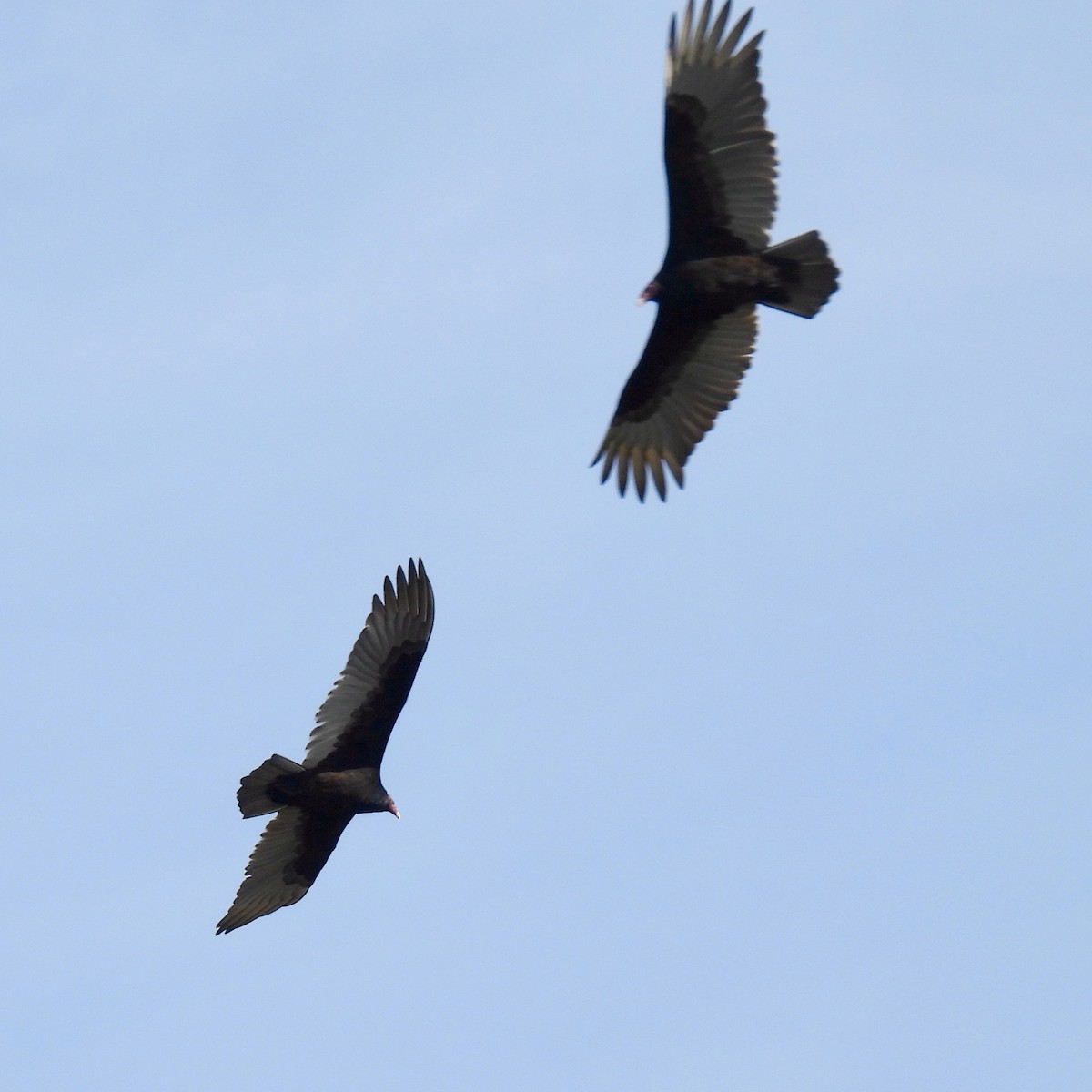 Zopilote indioilarra - ML646825536