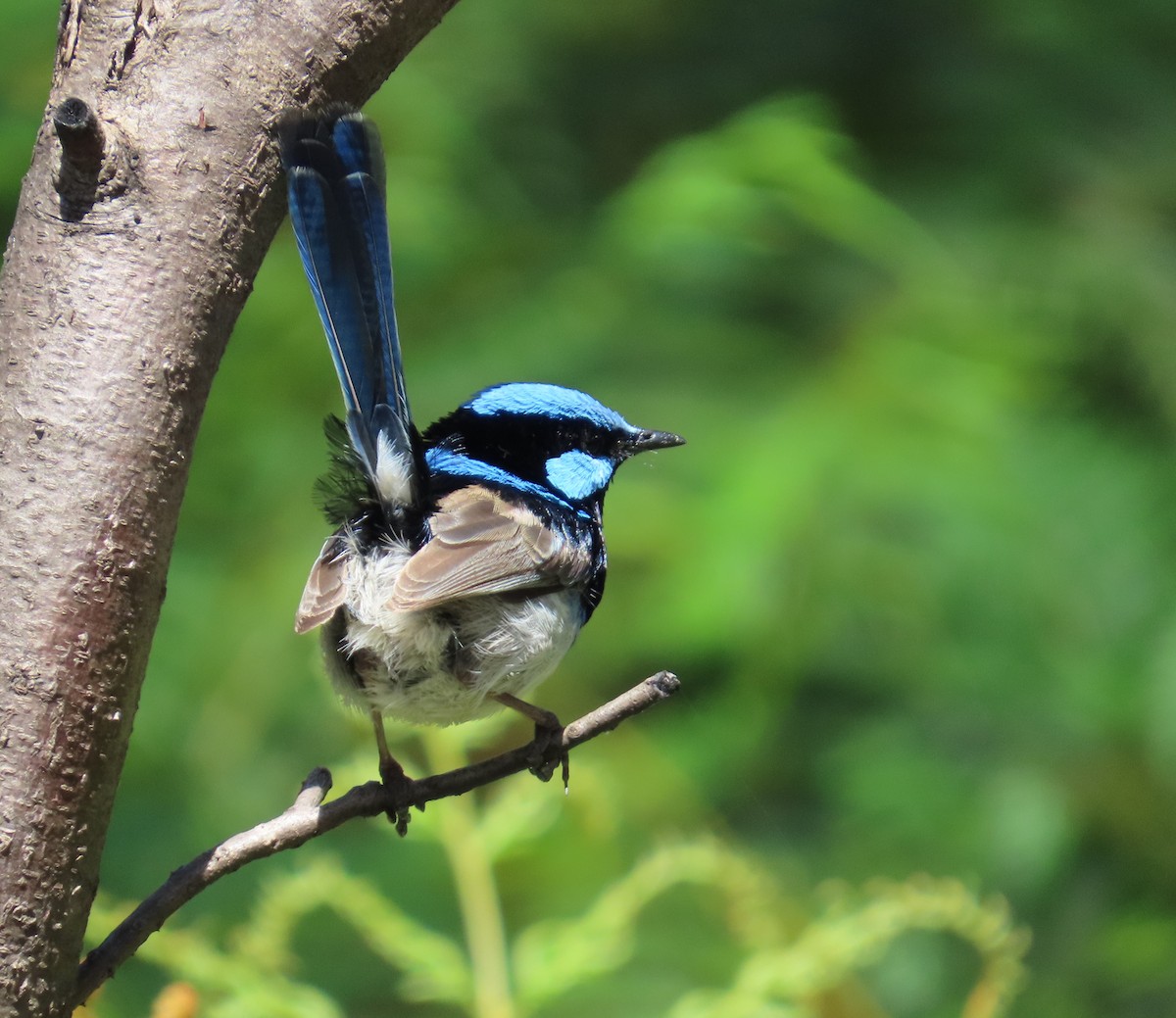 Maluro Soberbio - ML646825538