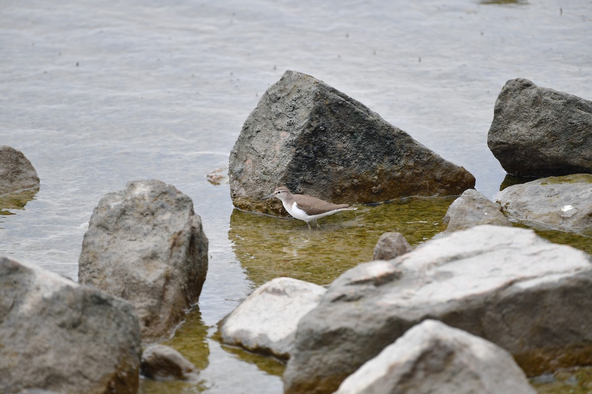 磯鷸 - ML646825543