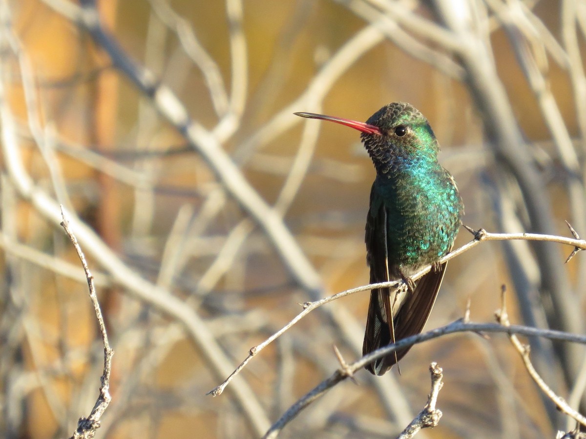 brednebbkolibri - ML646825565