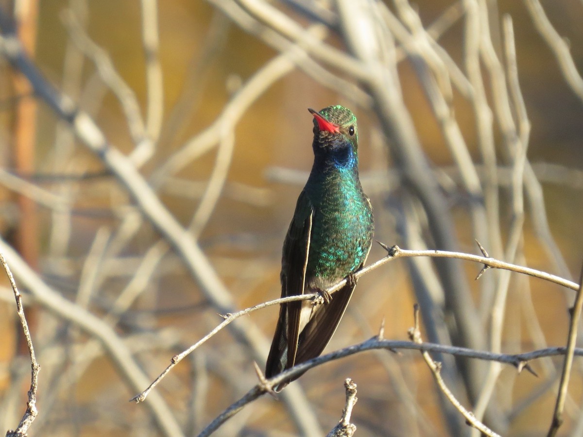 brednebbkolibri - ML646825566