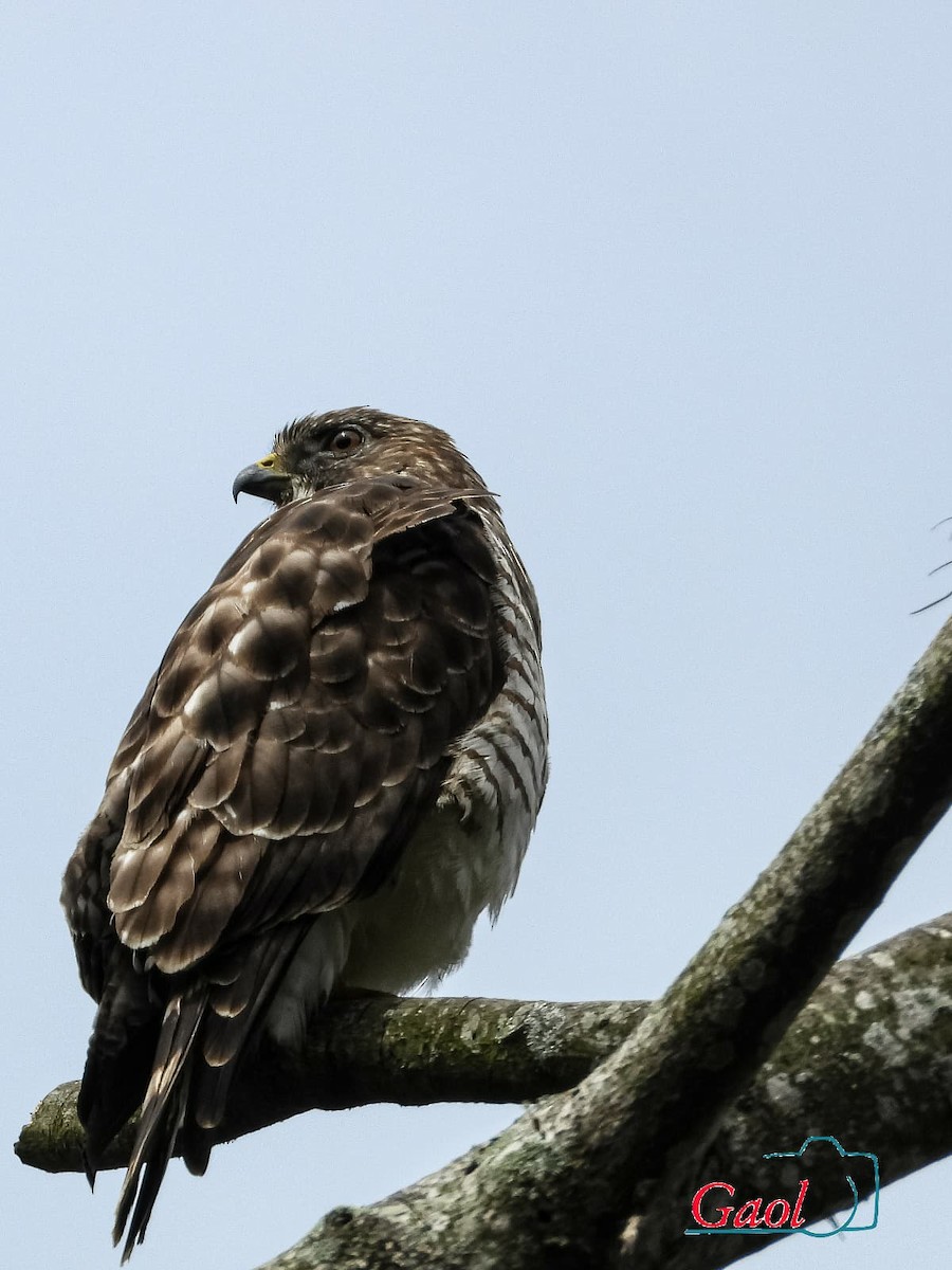 Broad-winged Hawk - ML646825567