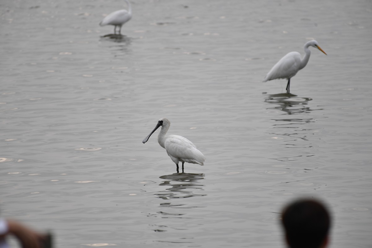 黑面琵鷺 - ML646825570