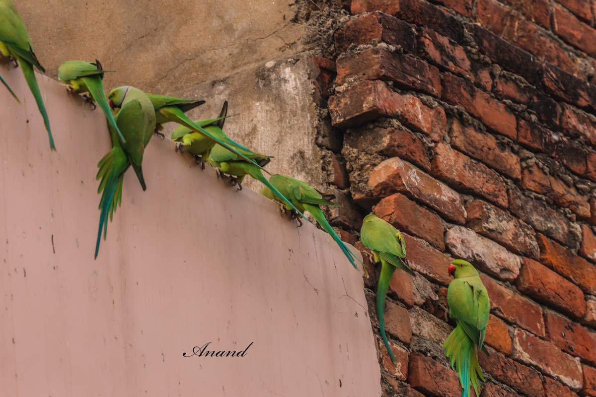 紅領綠鸚鵡 - ML646825574