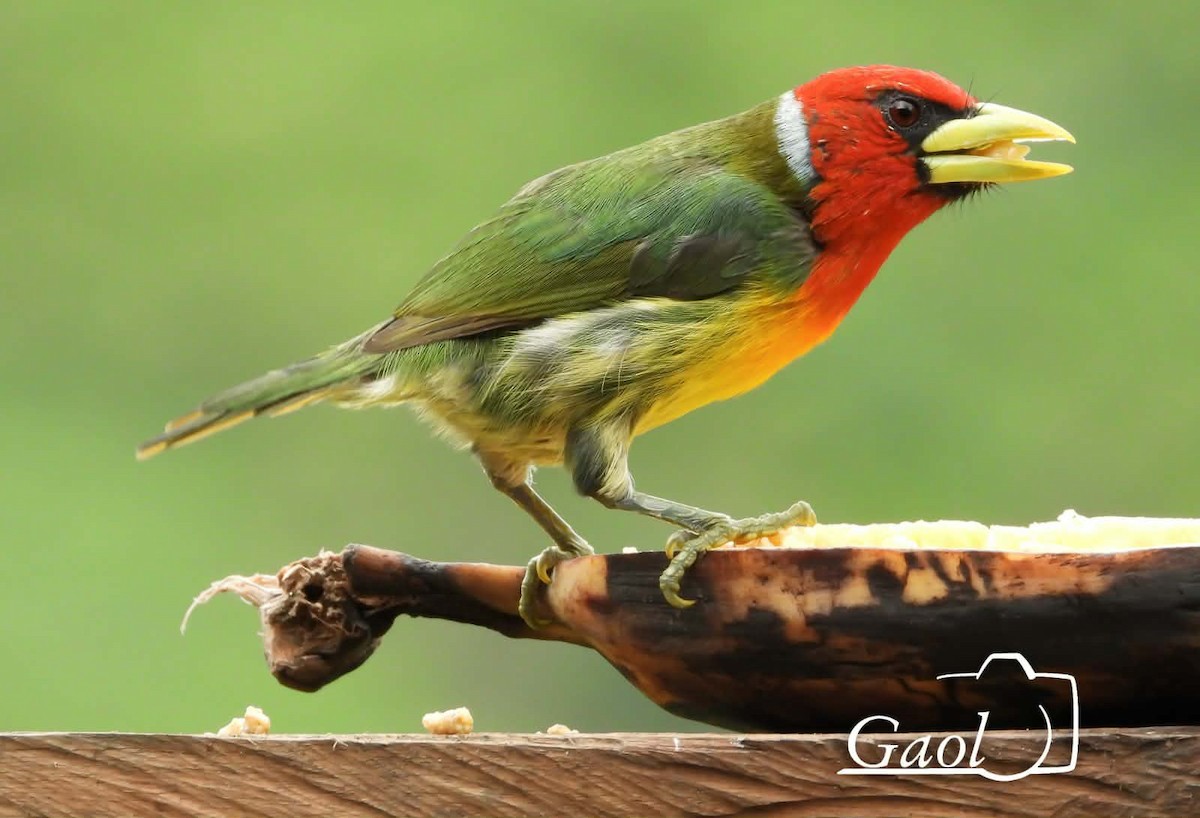 Евбуко андський - ML646825575