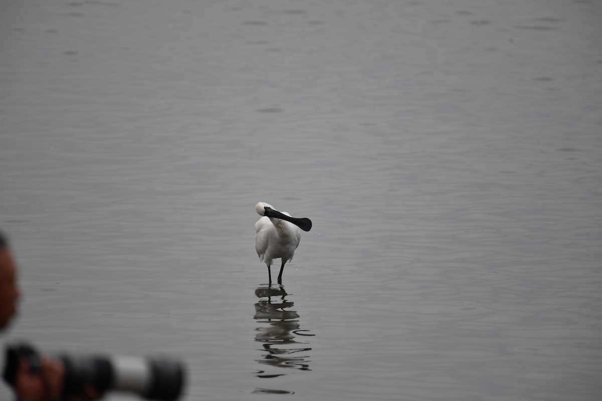 黑面琵鷺 - ML646825579