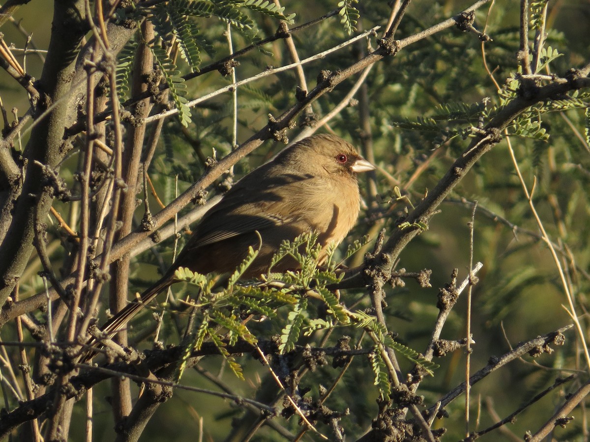 masketovi - ML646825580