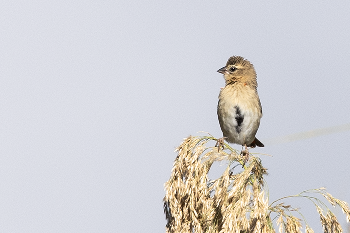 Огненный ткачик - ML646825581