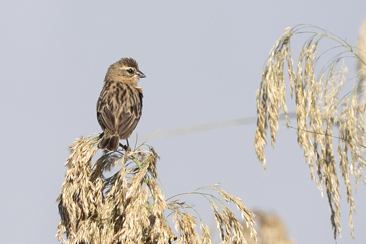 Огненный ткачик - ML646825582