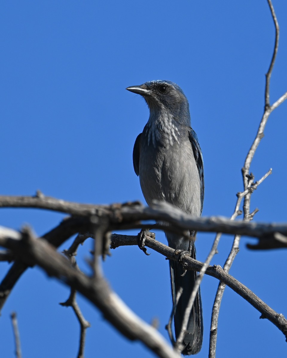 ウッドハウスカケス（woodhouseii グループ） - ML646825583