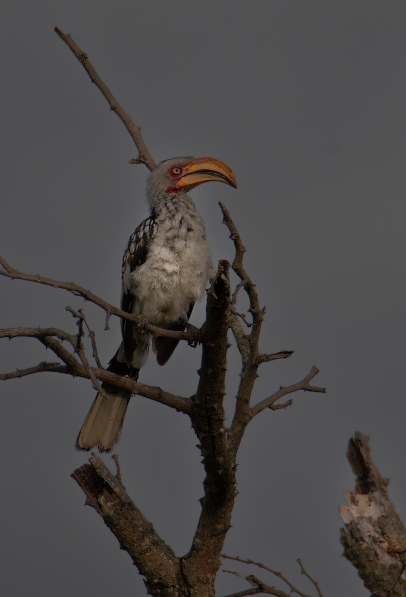 Rotringtoko - ML646825586