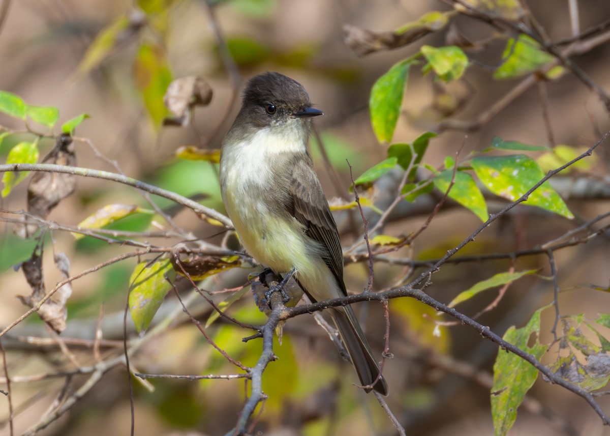 Eastern Phoebe - ML646825587