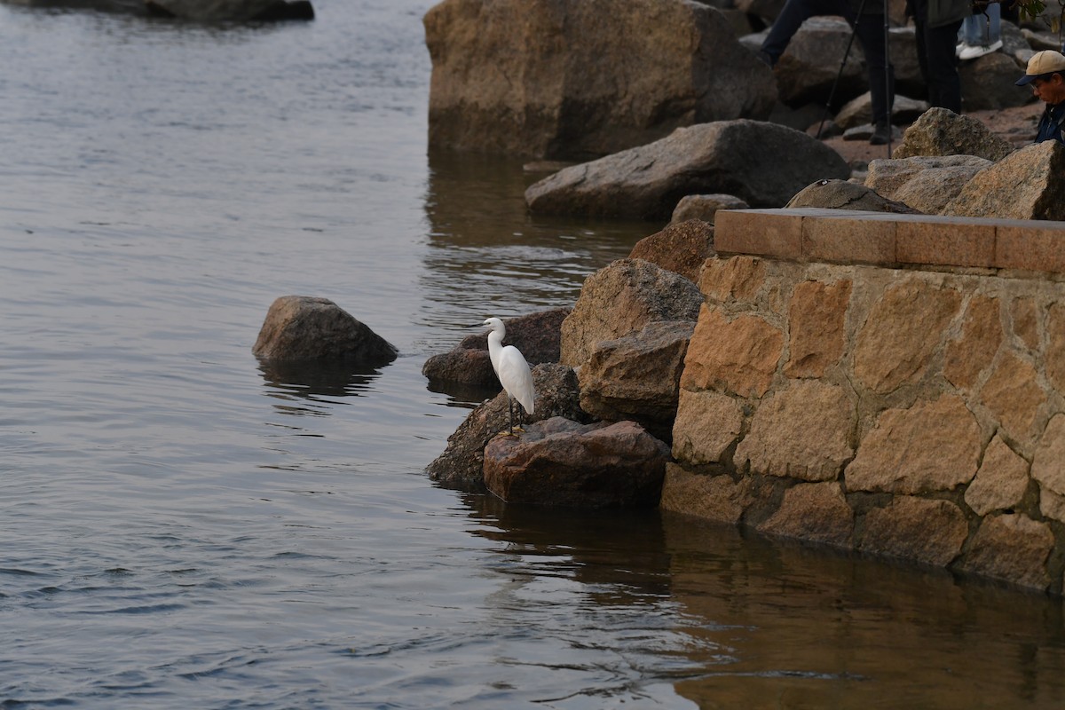 小白鷺 - ML646825588