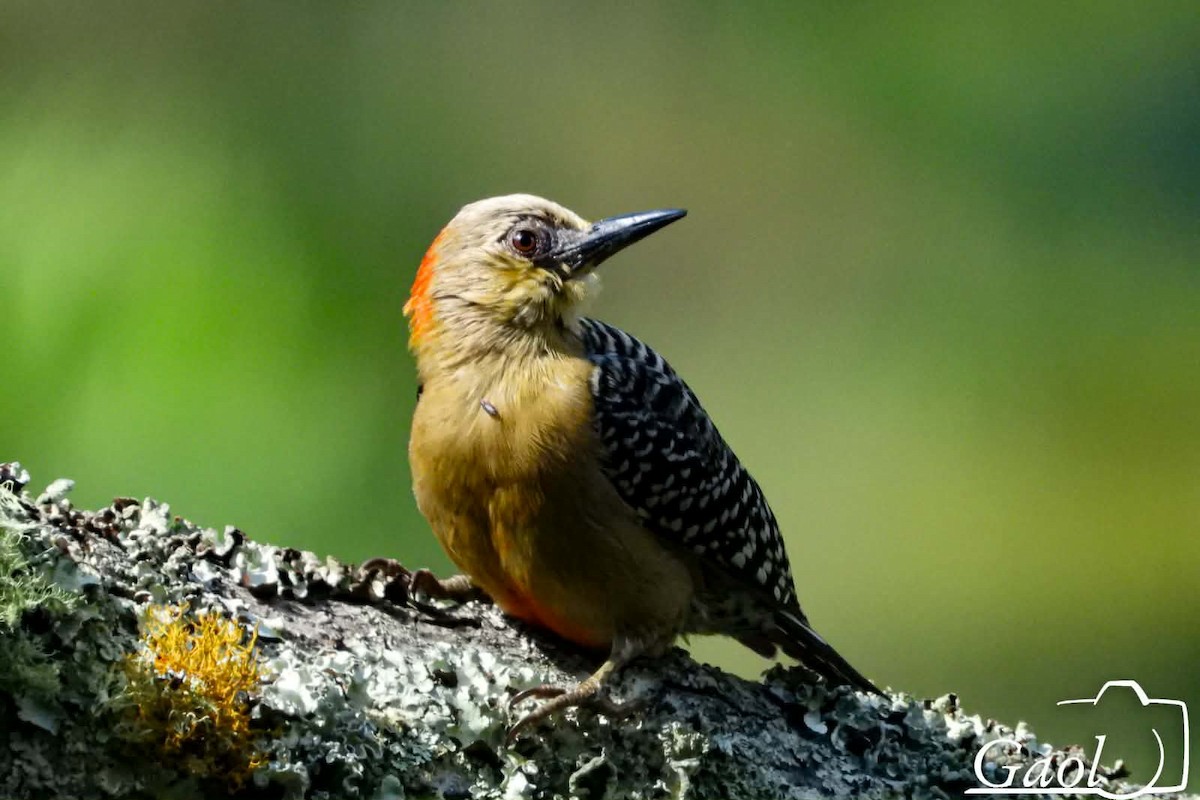 Carpintero Coronirrojo - ML646825589