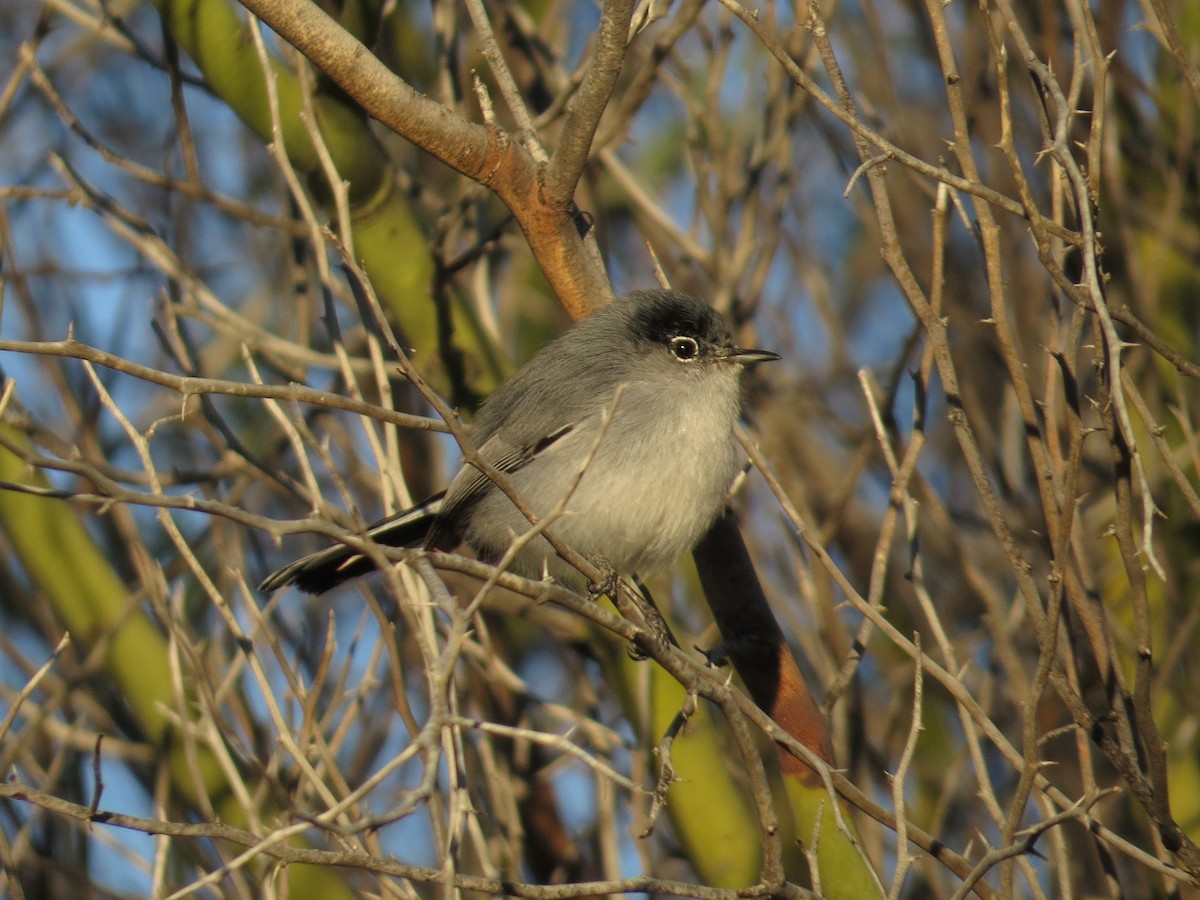 ørkenmyggsmett - ML646825590