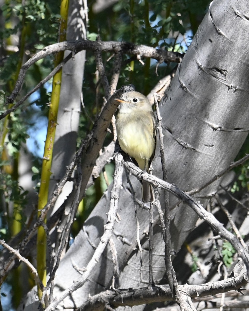 Mosquero Gris - ML646825592