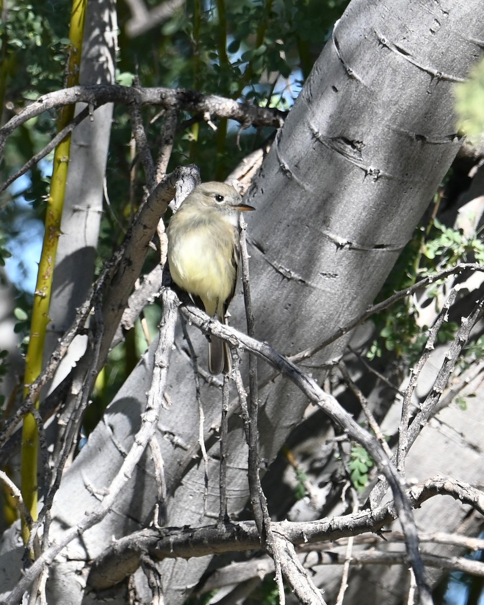 Mosquero Gris - ML646825593