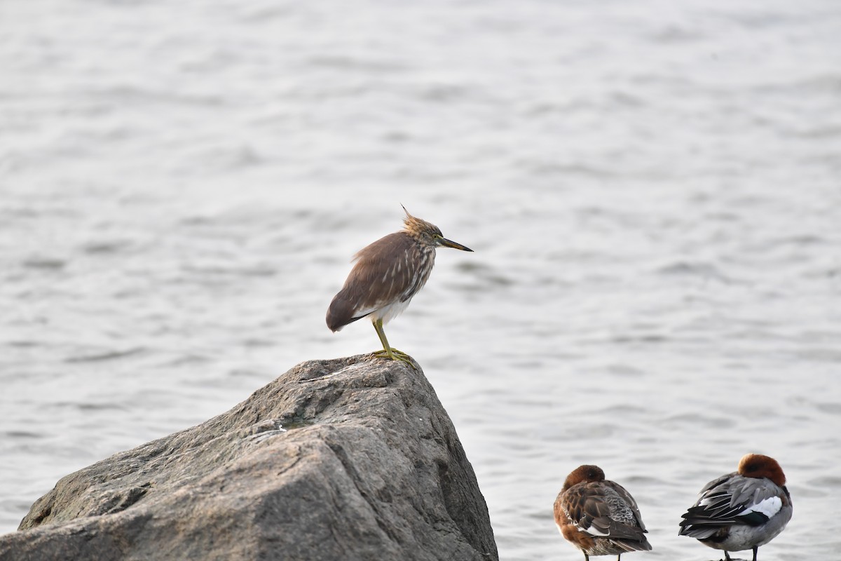 池鷺 - ML646825594