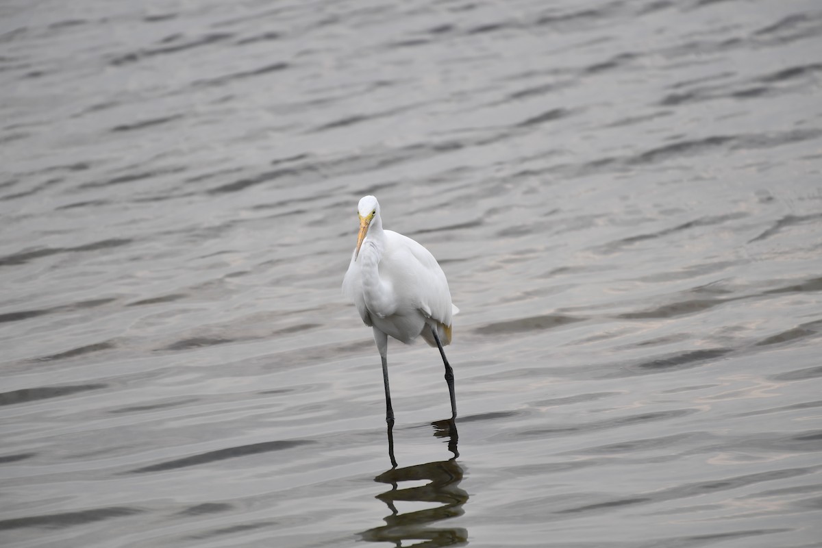 Great Egret - ML646825597