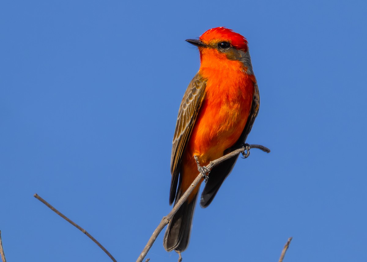 Mosquero Cardenal - ML646825598