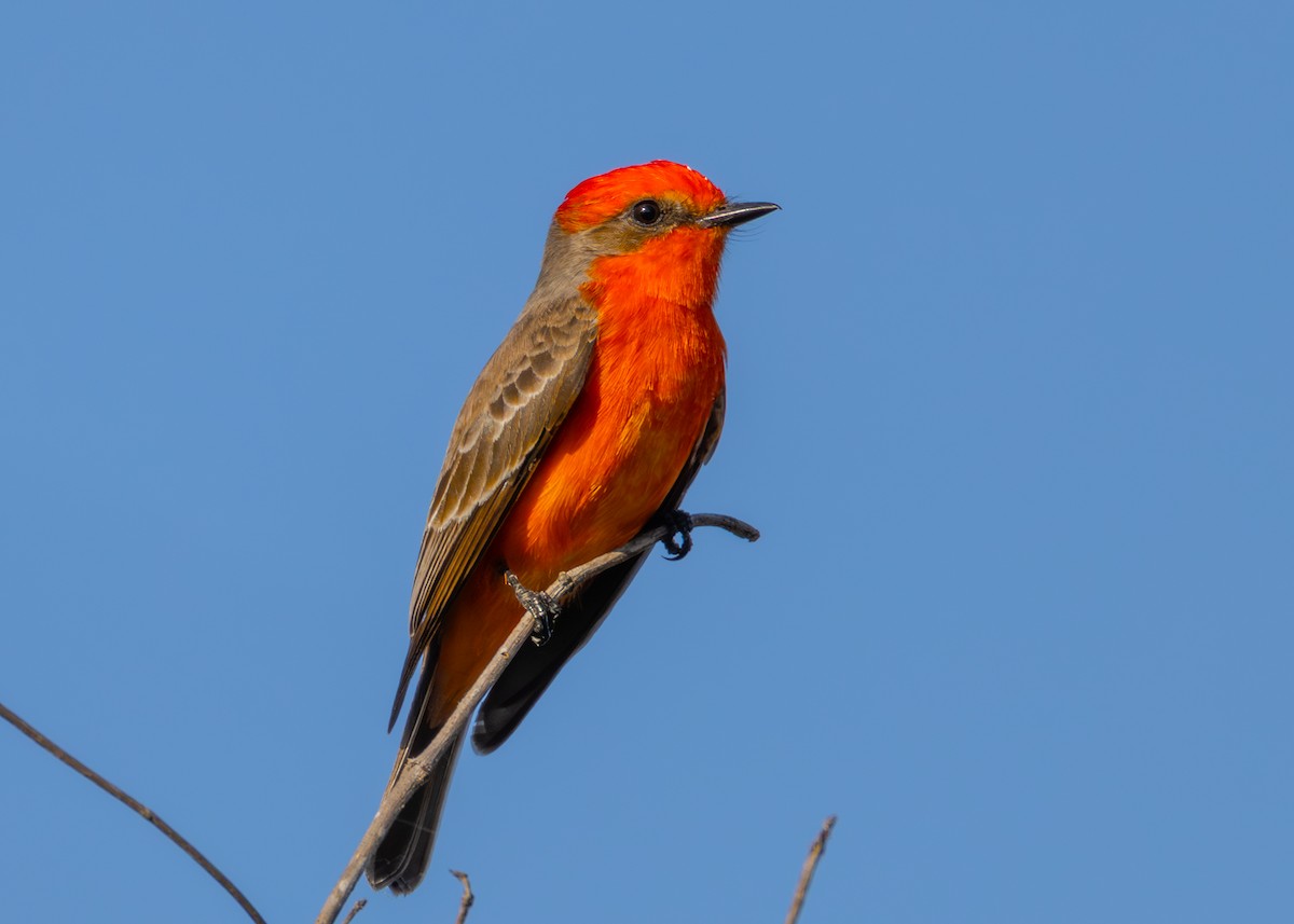 Mosquero Cardenal - ML646825599