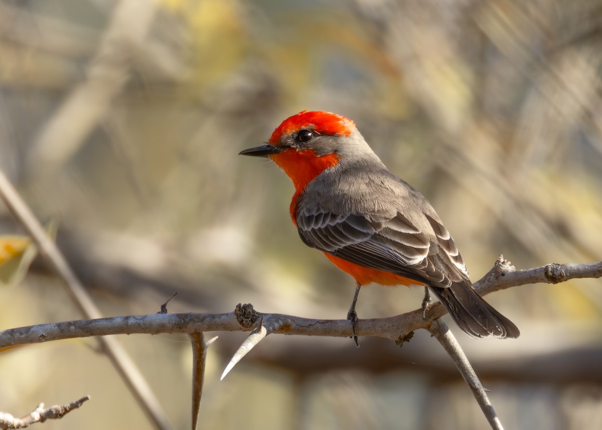 Mosquero Cardenal - ML646825600