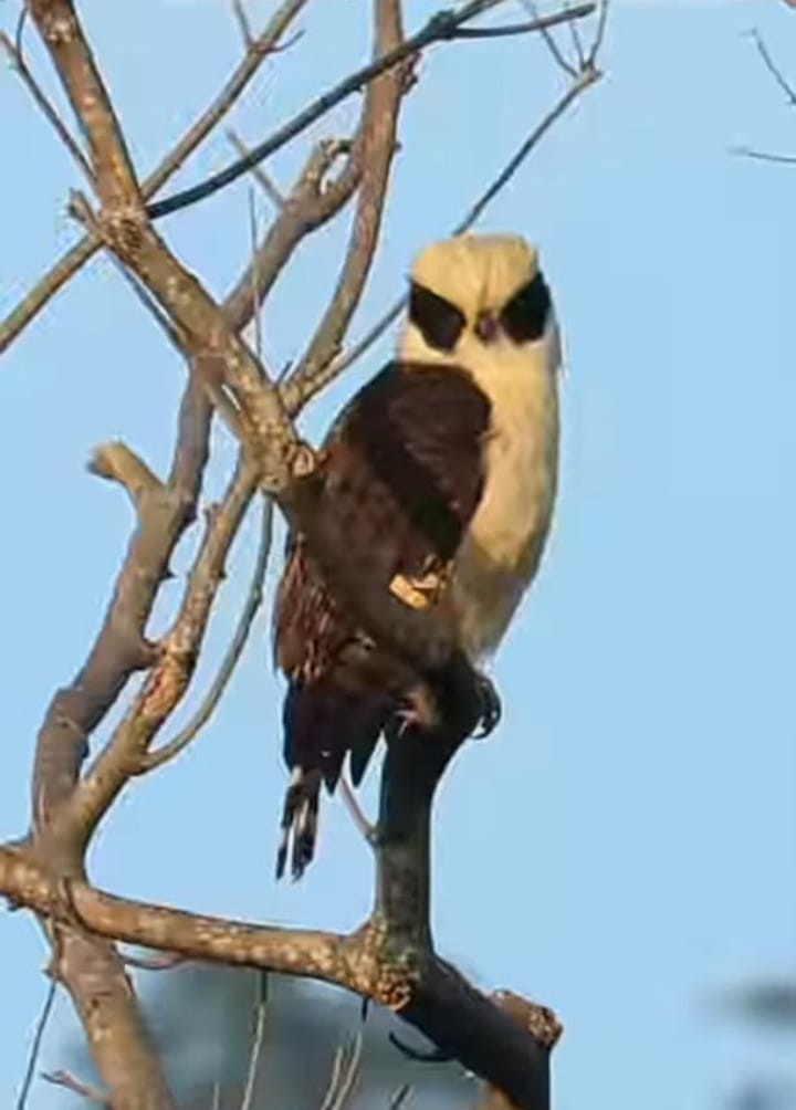 Halcón Reidor - ML646825603