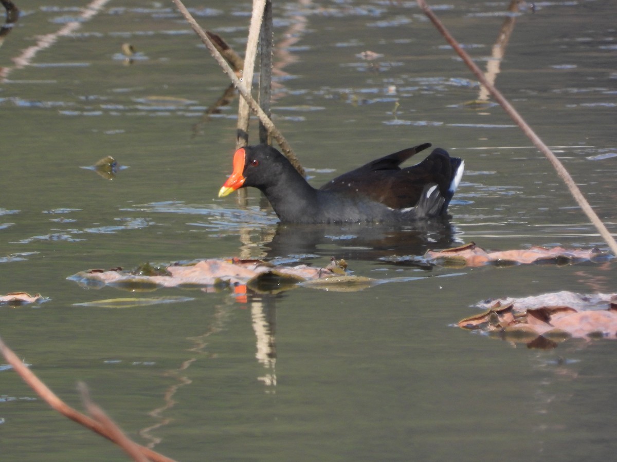 Gallineta Común - ML646825604