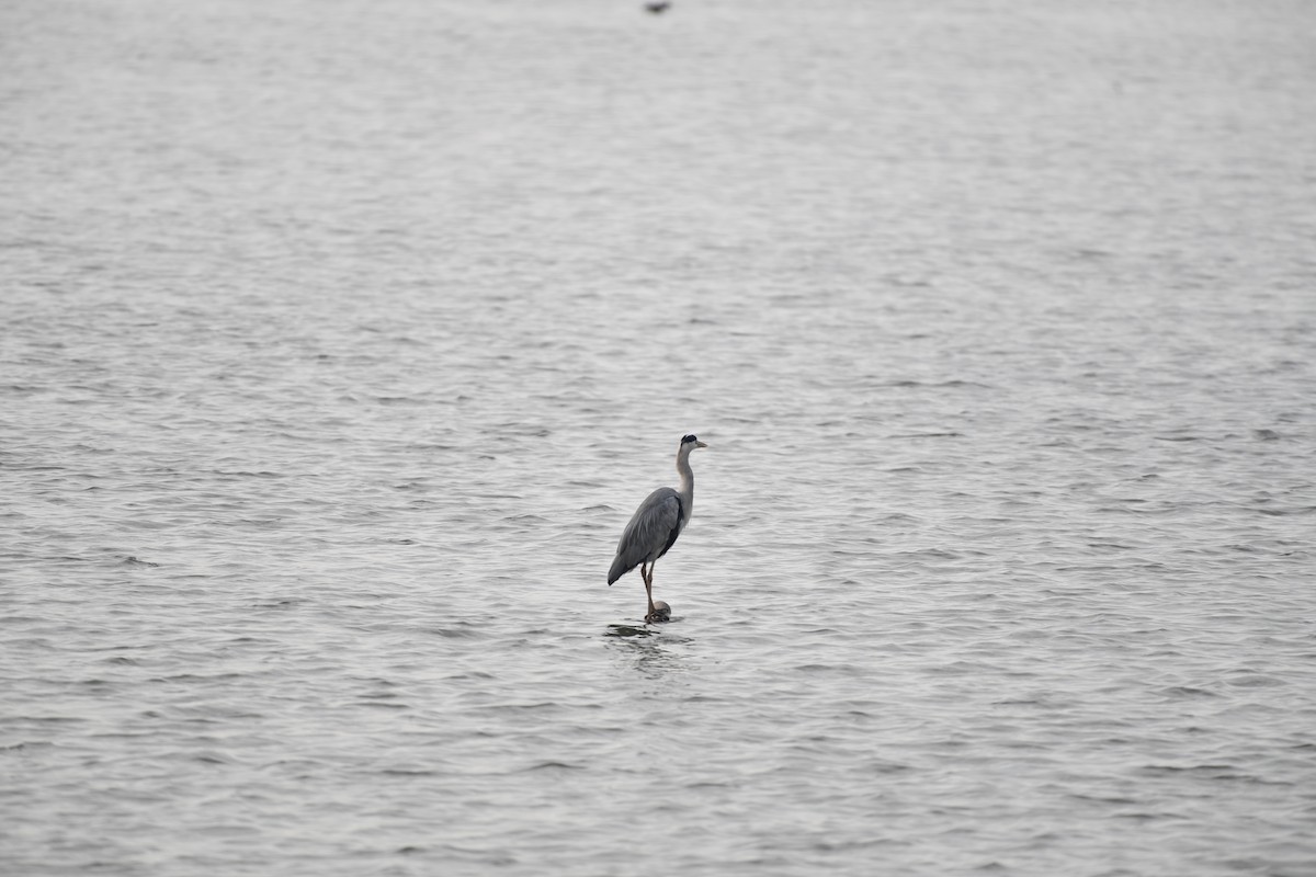 蒼鷺 - ML646825605