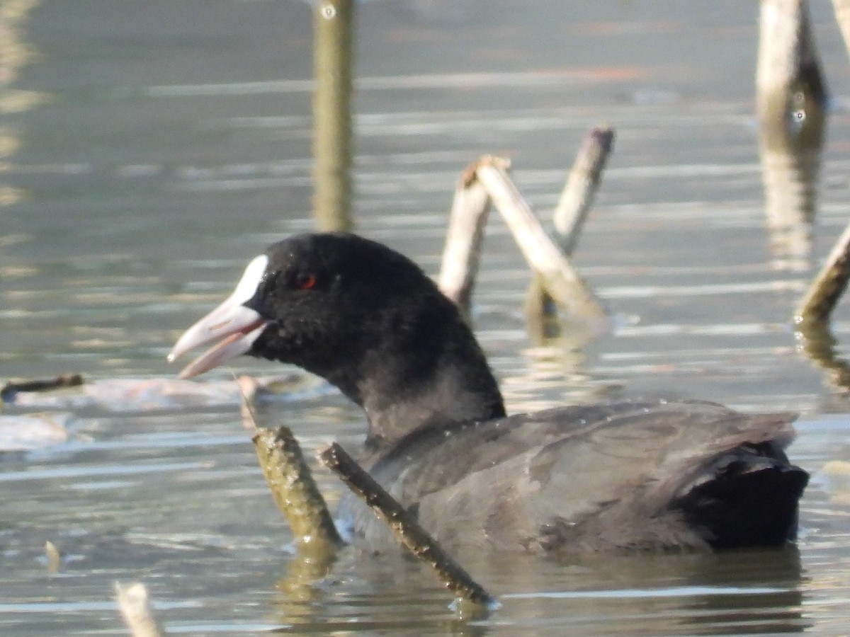 Focha Común - ML646825607