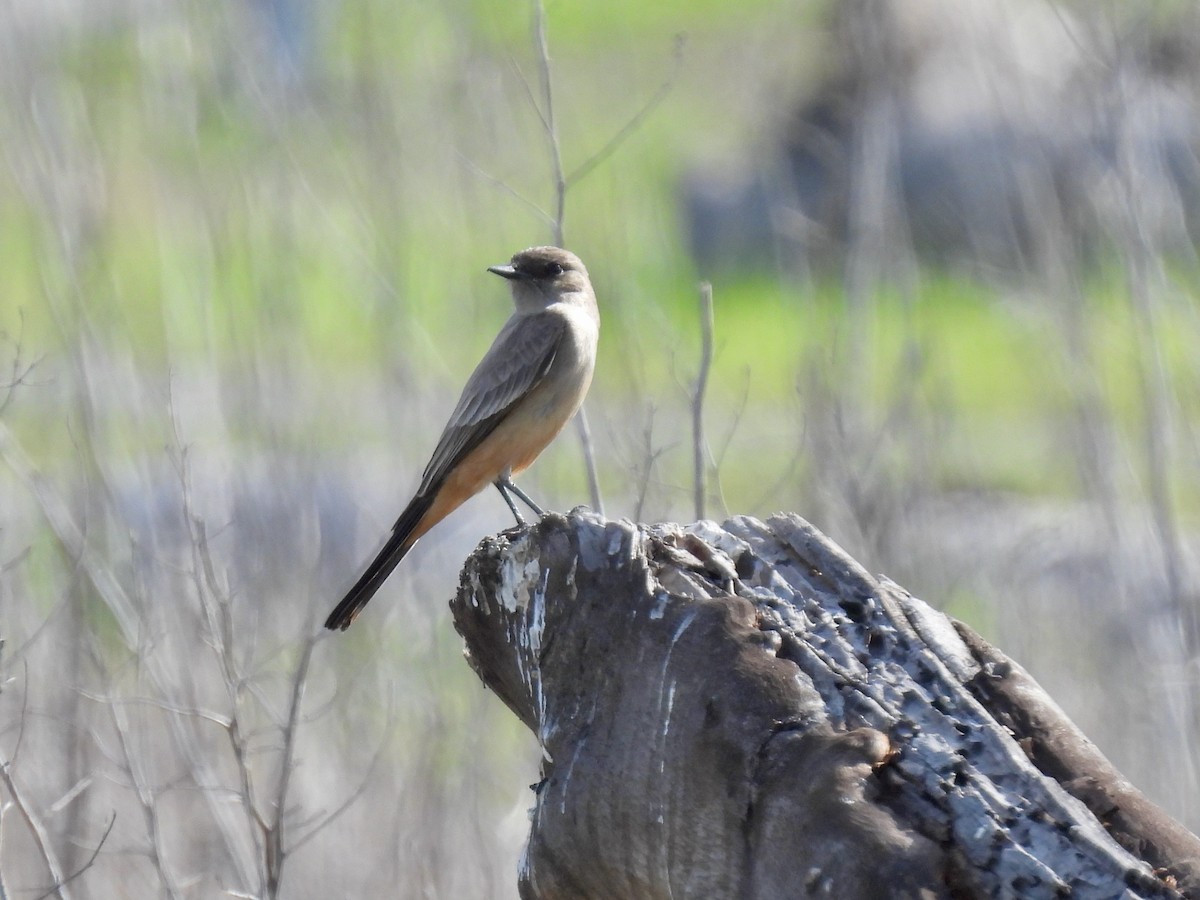 Mosquero Llanero - ML646825608
