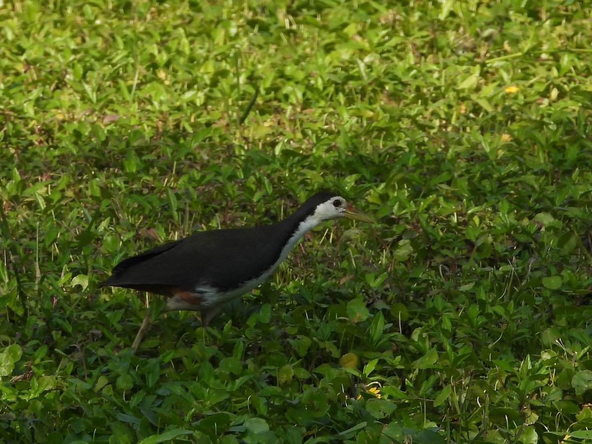 Gallineta Pechiblanca - ML646825609