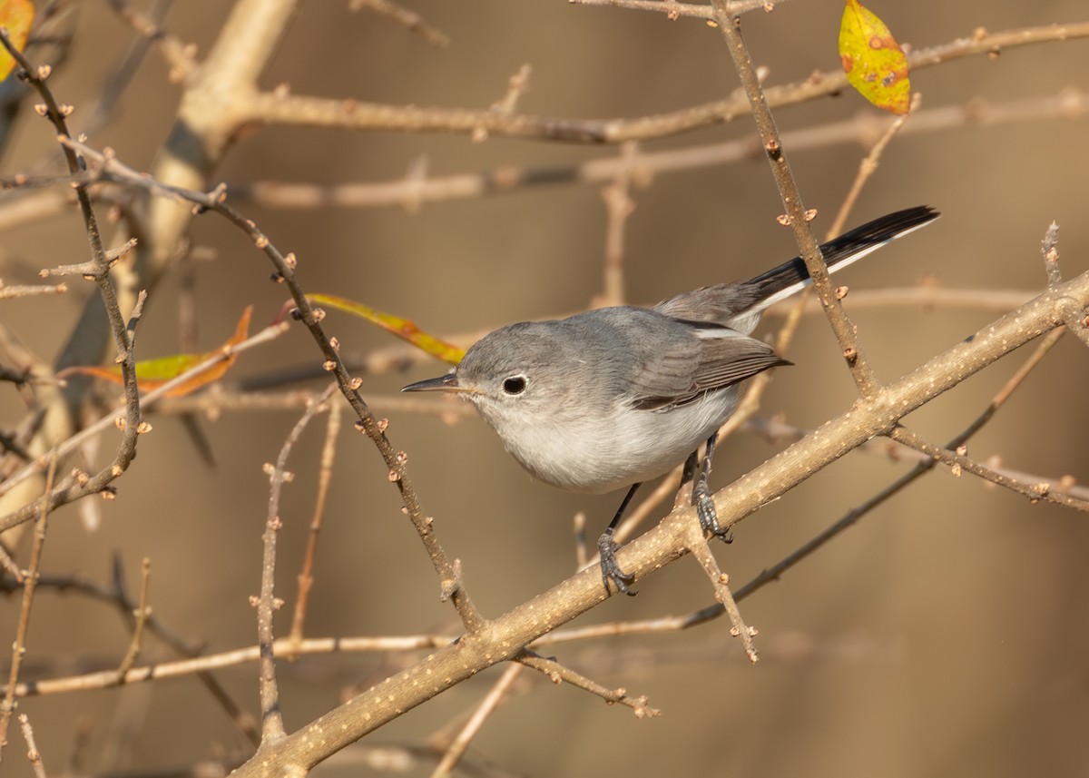 Perlita Grisilla - ML646825614
